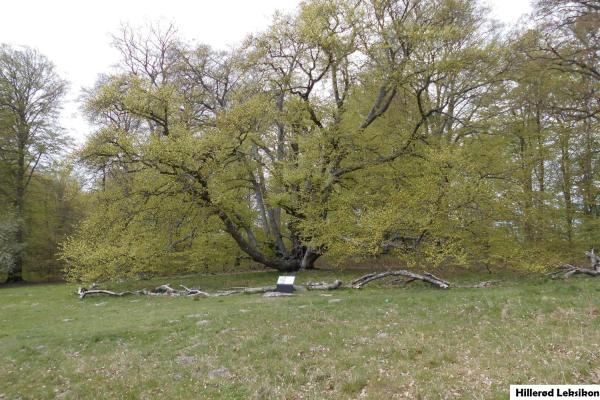 ”Musebøgen” i den nordlige ende af Fredspladsen er ca. 200 år gammel og består af flere sammenvoksede træer, der menes at være spiret op fra en mus’ forrådskammer. (Foto: Asger Berg, maj 2023).   