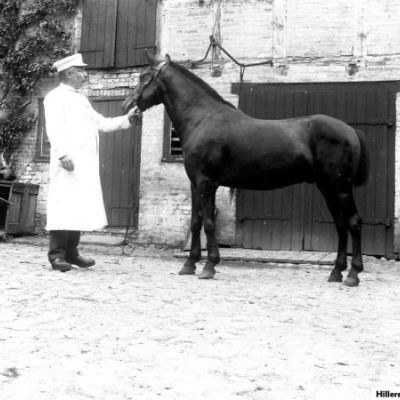 Slagtermester Peter Mogensen i gården Slotsgade 23, ca. 1900. (Fotograf: Carl Rathsach. Lokalhistorisk Arkiv. Hillerød Bibliotek).