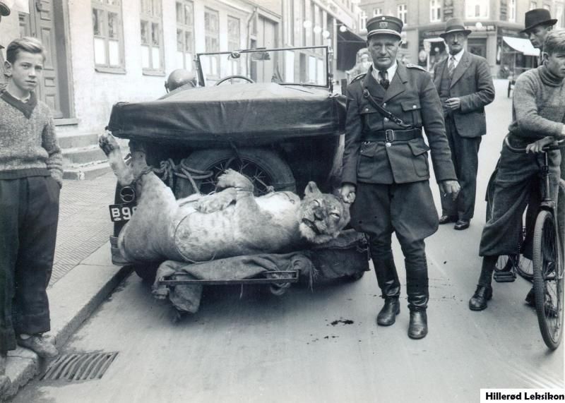 Inspektør Tage Hansen, Zonen-leder i Hillerød i 1935 og senere Frederikssund, fik i 1937 tilladelse til at aflive 4 løver i en zoo på Bornholm og lade en af dem bringe hjem og udstoppe. Foto fra Helsingørsgade nedenfor Buddes hjørne, 1937. Lokalhistorisk Arkiv, Hillerød Bibliotek. 